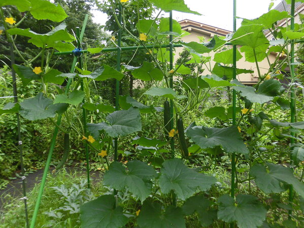 img1_000537.jpg
