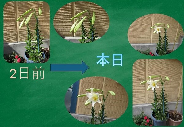鉄砲ユリ2026続報.jpg